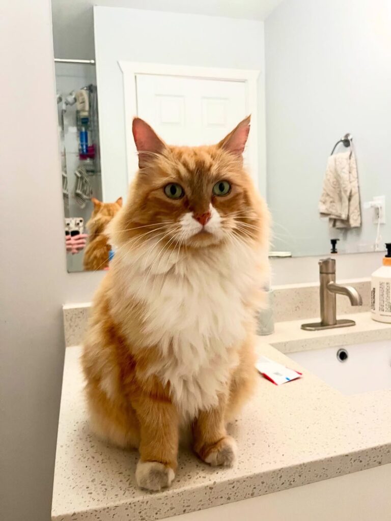 Bathroom buddy