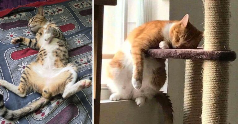 Cat Sleeps