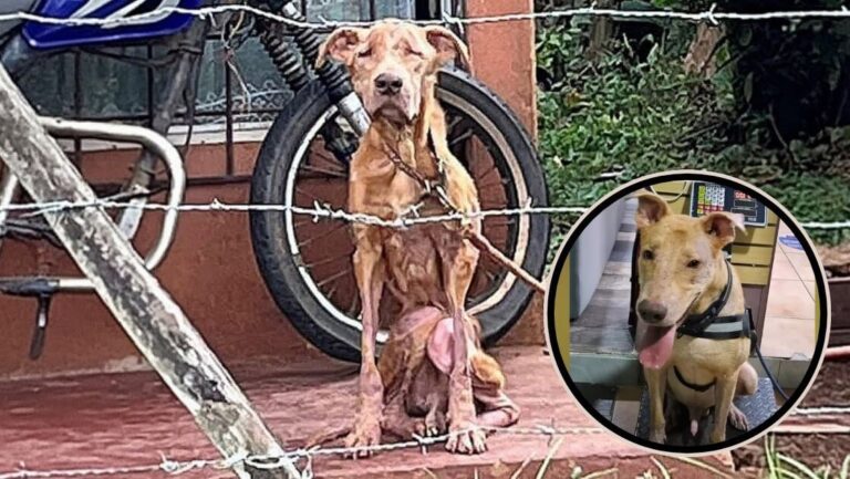 Chained for 5 years