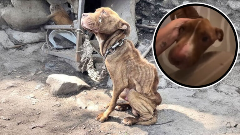 Chained since he was one month old