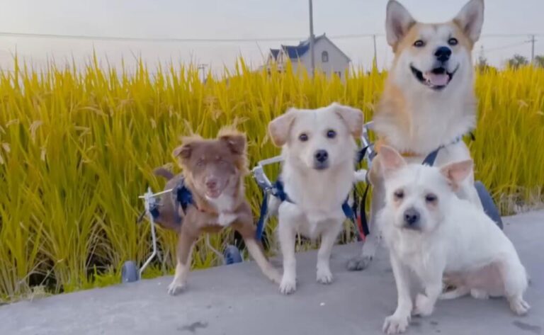 Disabled Dogs Were Rejected