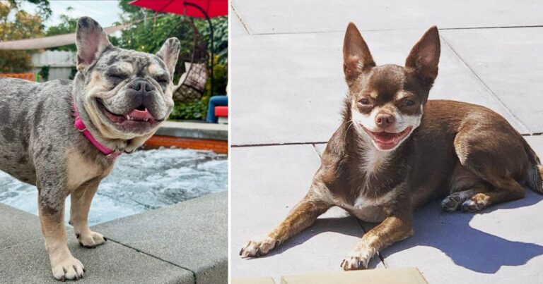 Dog Breeds Smile