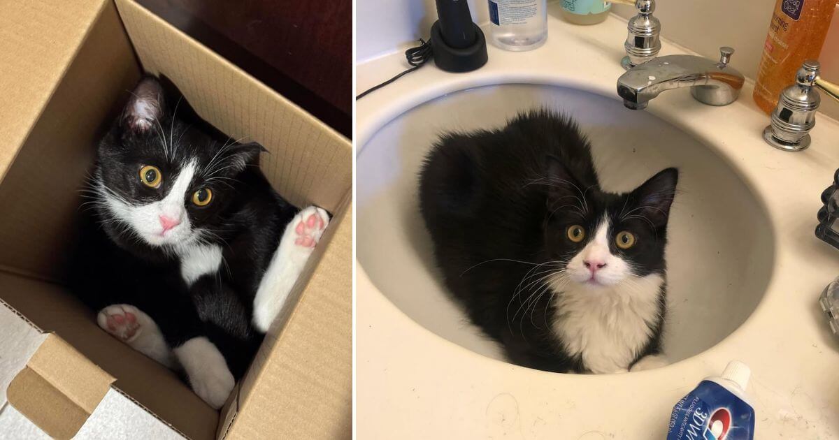 Funniest Places Pets Nap