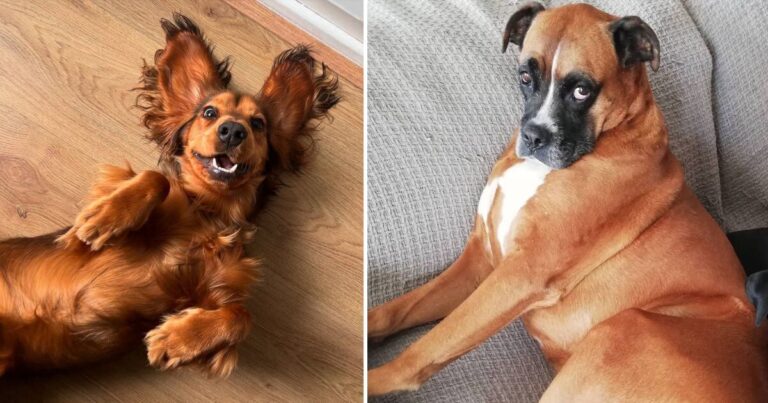 Goofy Dog Faces