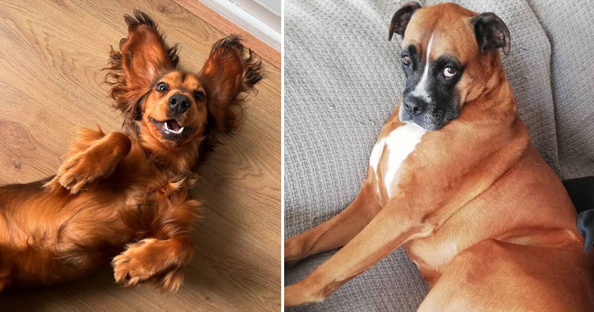 Goofy Dog Faces