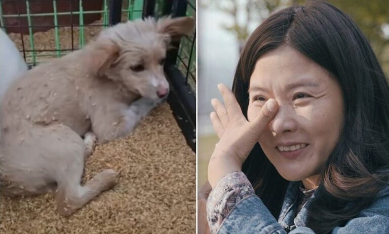 Hee-mang euthanasia story