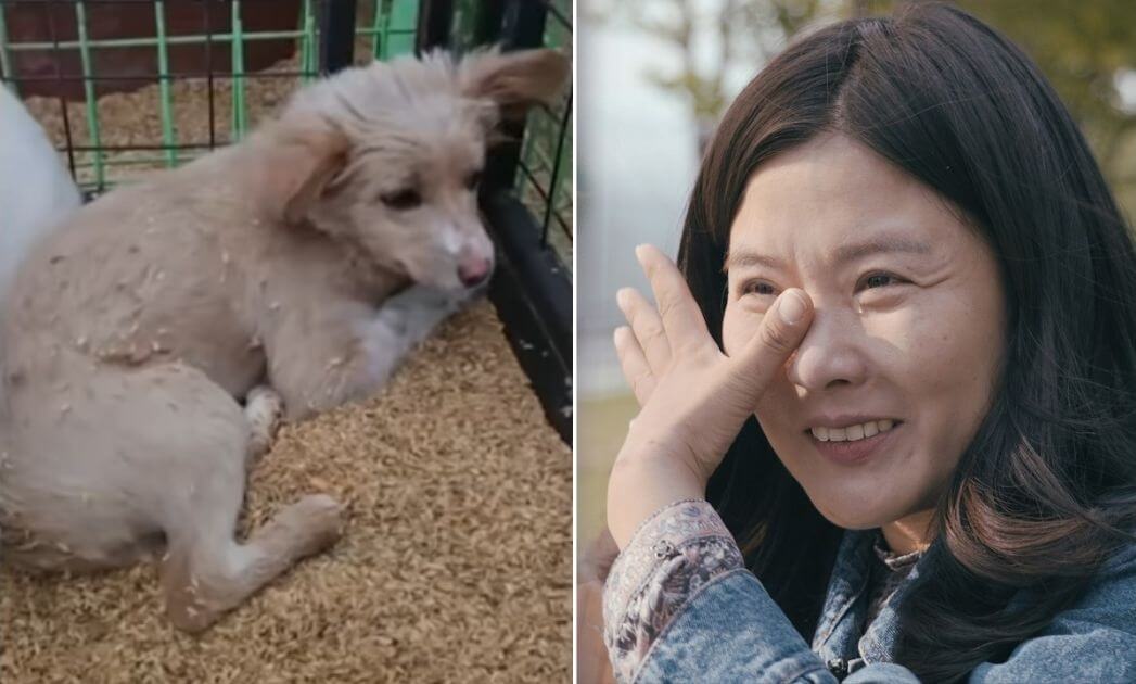 Hee-mang euthanasia story