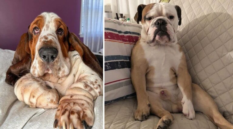 Lazy Dog Breeds