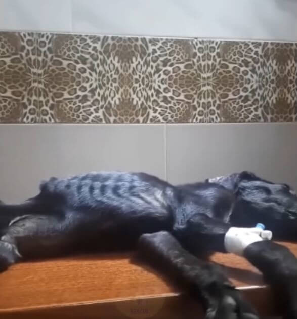 Bucky when he was first found