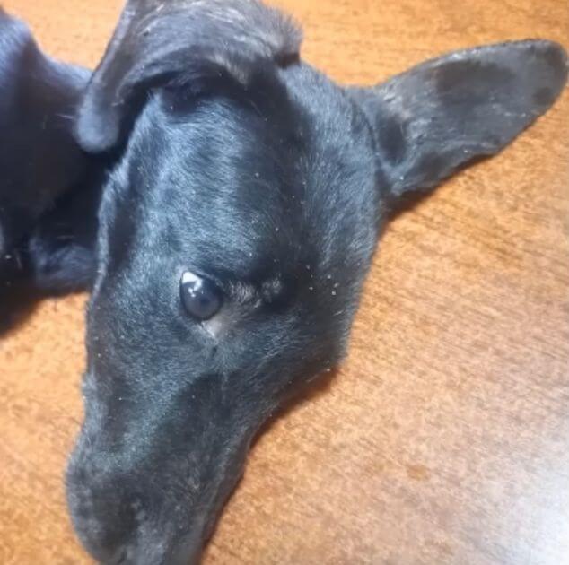 Bucky had lost all emotions and had become numb