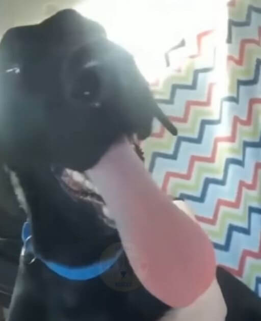 Bucky in his forever home