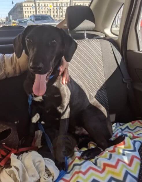 Bucky in a car with his parents