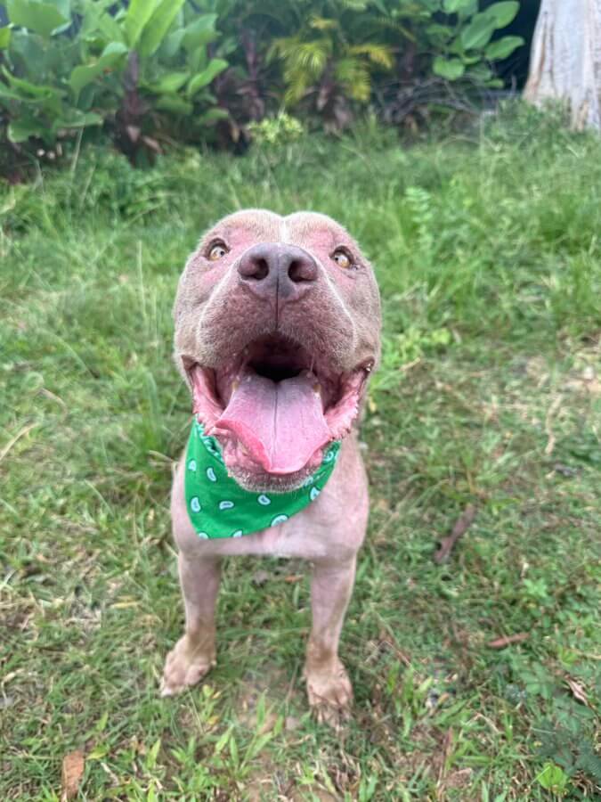 Maximus