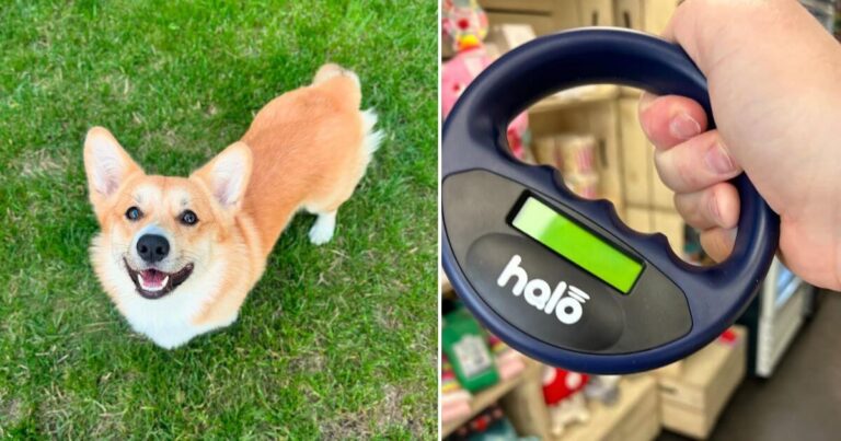 Pet’s Microchip