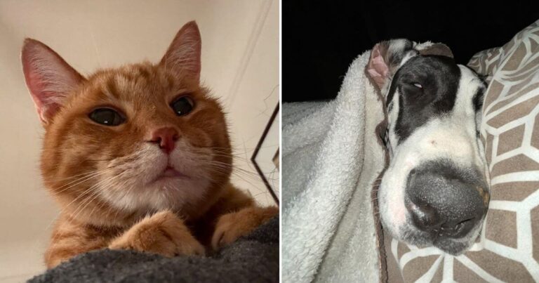 Pets Understand Us