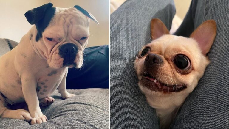 Puppies Trying to Look Tough