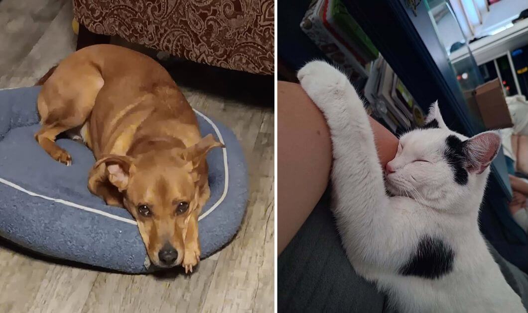 Remember a Pet