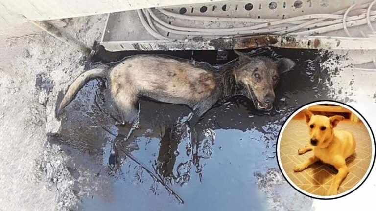 She Fell Into Boiling Tar