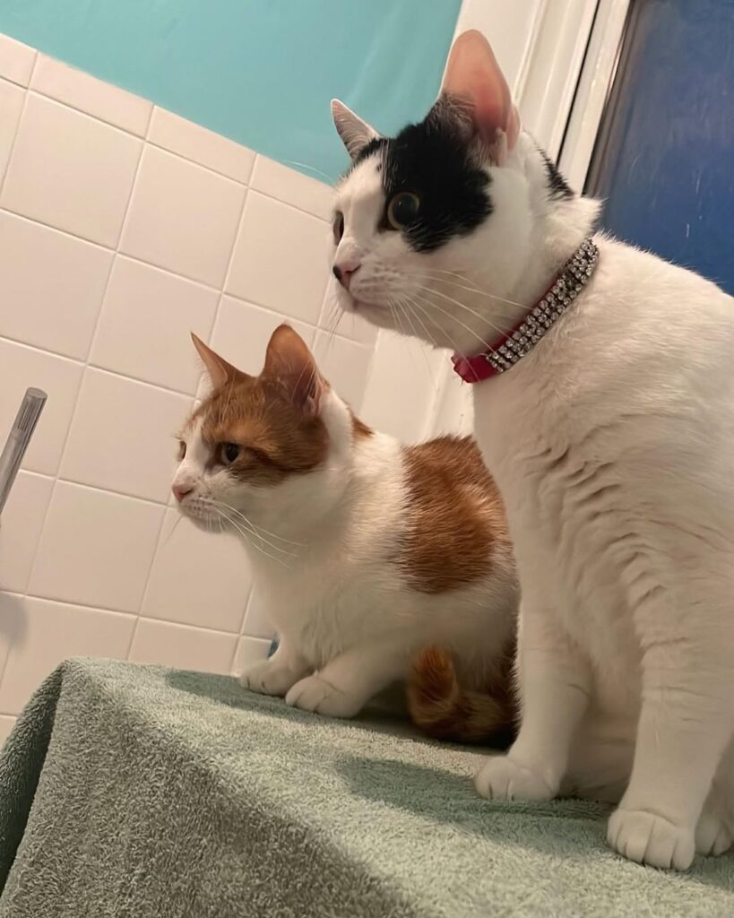 Image source: Instagram@mycatsdaisyandzellers