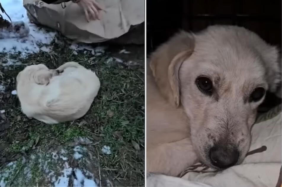 Zephyr’s Story