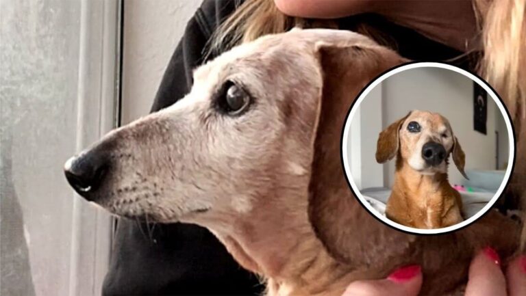 elderly dog