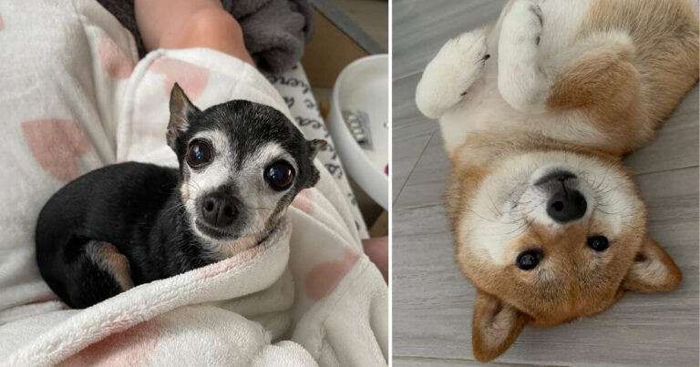 pets looking