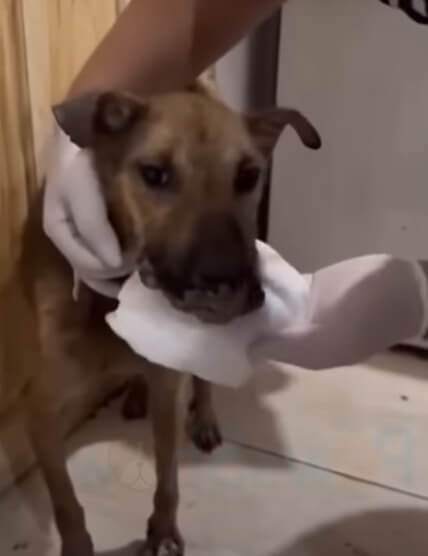 Tumor-Filled Mouth