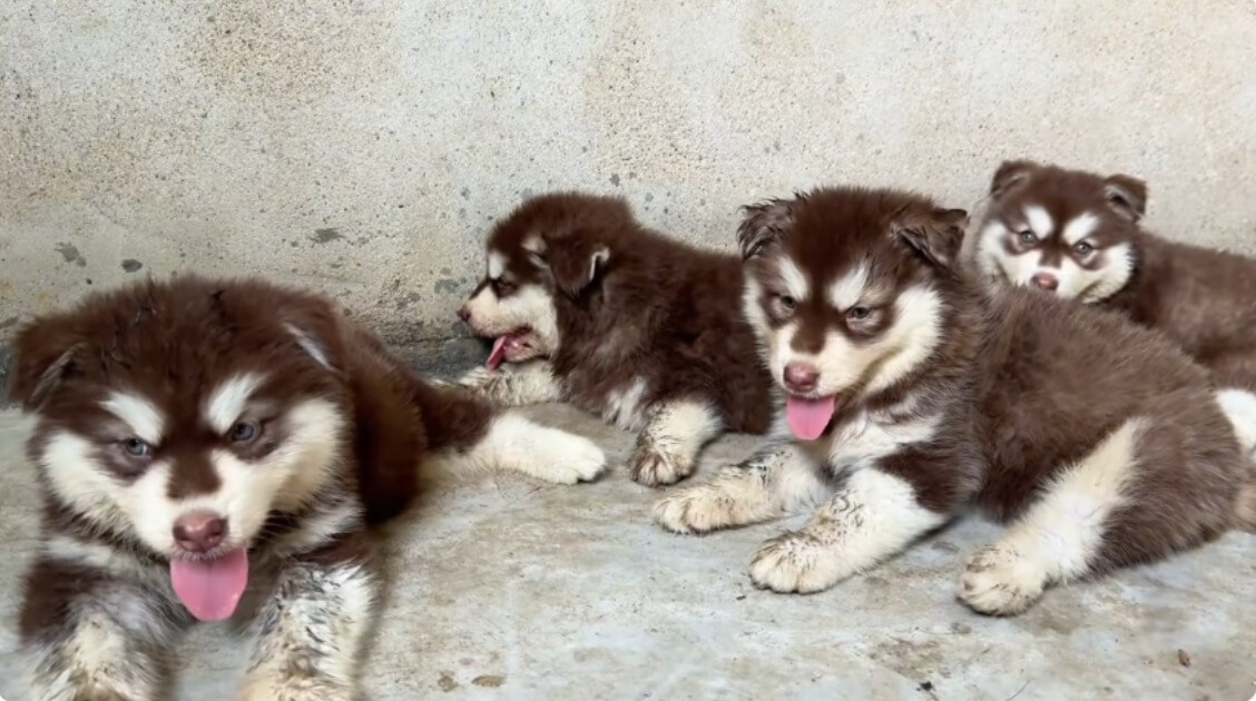 Abandoned After Their Mother Died