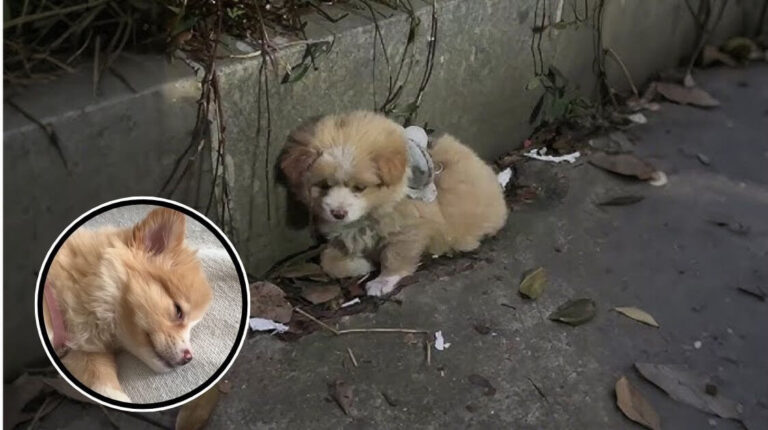 Abandoned with a Leash