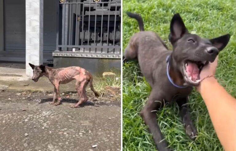 Bibo rescue story