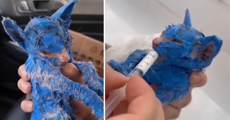 Blue rescue story