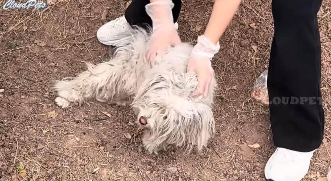 Campus stray dog