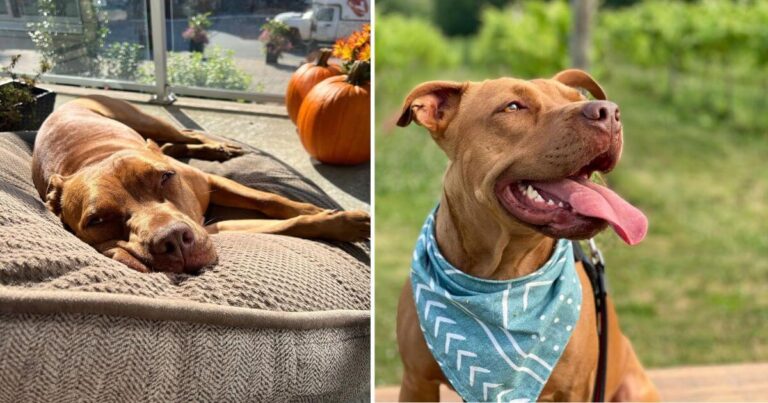 Dexter was nearly euthanized, discover his happy ending