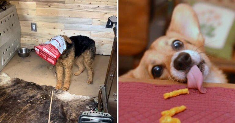 Dog Dies from a Snack Bag