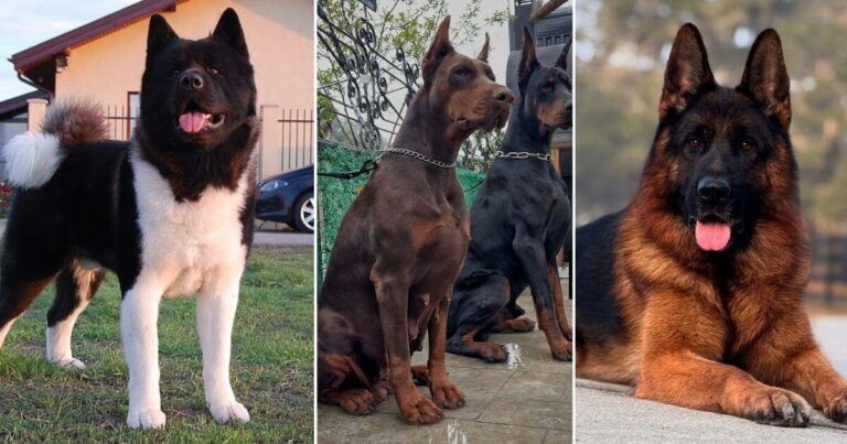 12 Guard Dog Breeds That Will Love You Fiercely and Protect You Always