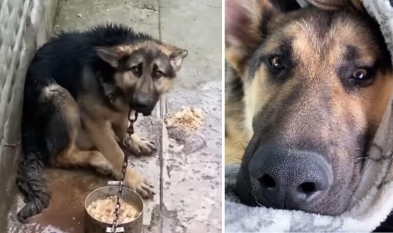 His owner often punished him