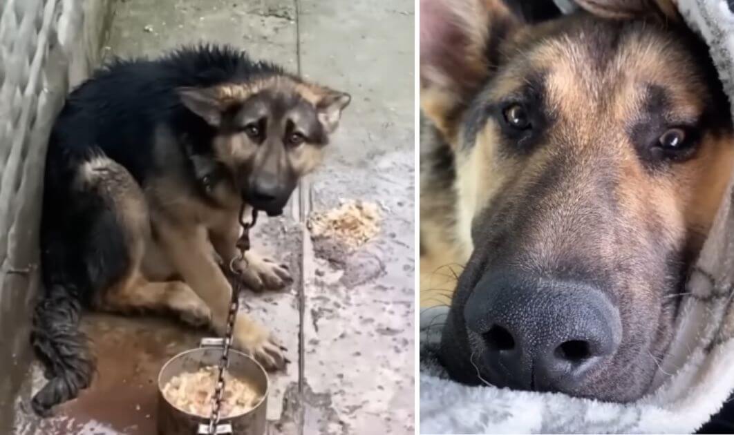 His owner often punished him