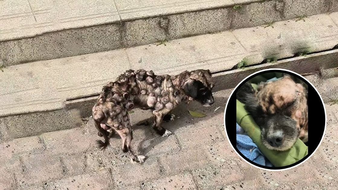 Homeless dog