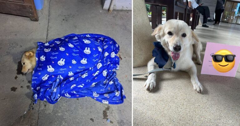Matilda dog story