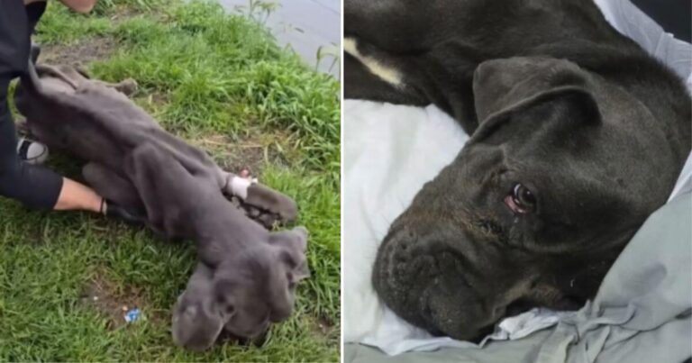 No Pet Deserves What Happened to Oji