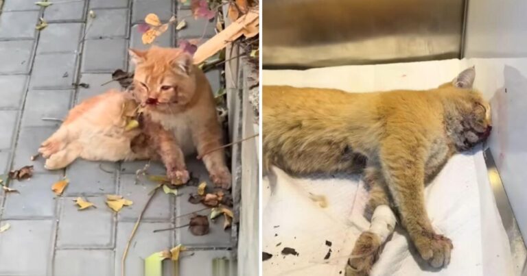 Paralyzed Kitten