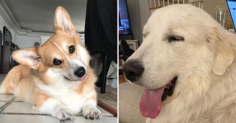 Pet Faces
