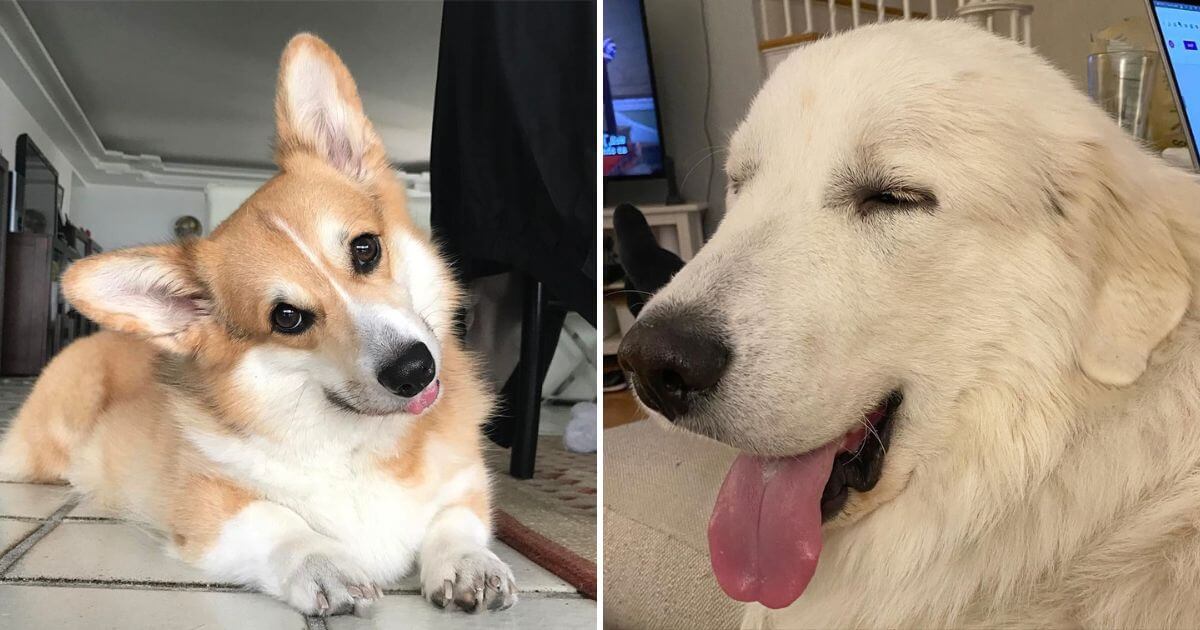Pet Faces