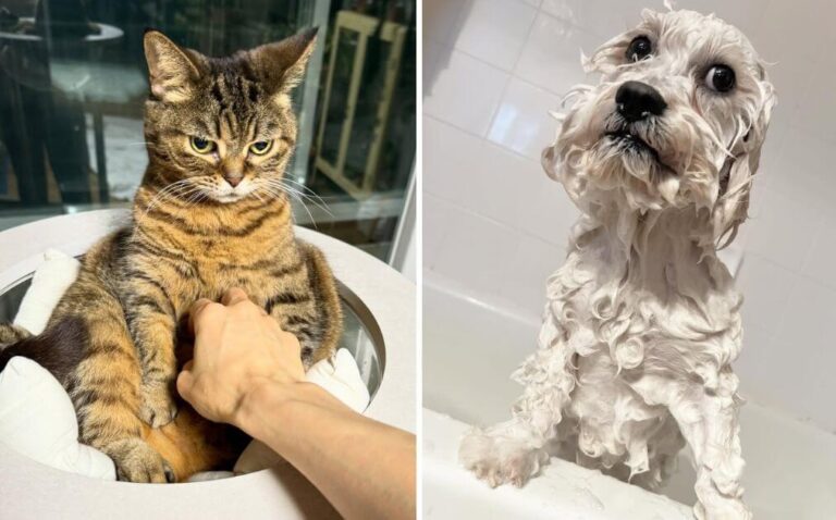 Pet Moments