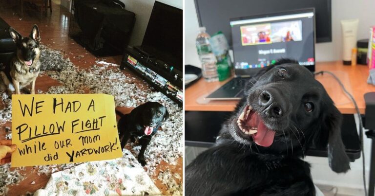 Pets Have a Sixth Sense for Chaos