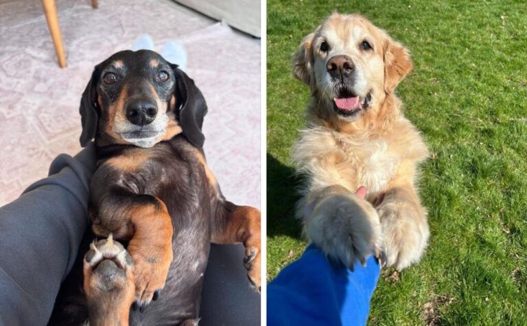 Rescue Pets Showed Gratitude