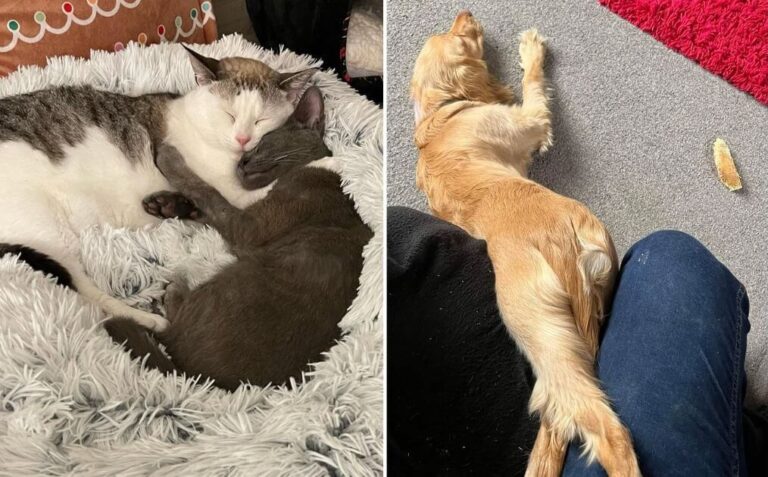 13 Adorable Pictures of Sleeping Pets That’ll Brighten Your Day