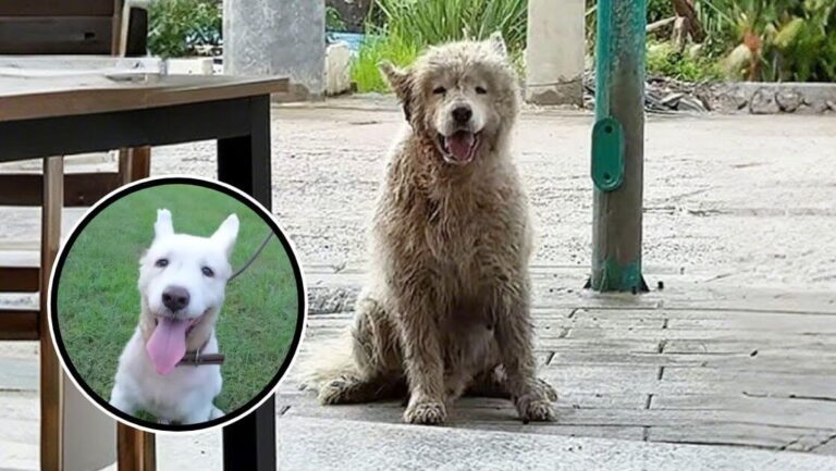 Torn Ears