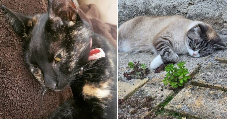 Who’s Killing the Cats