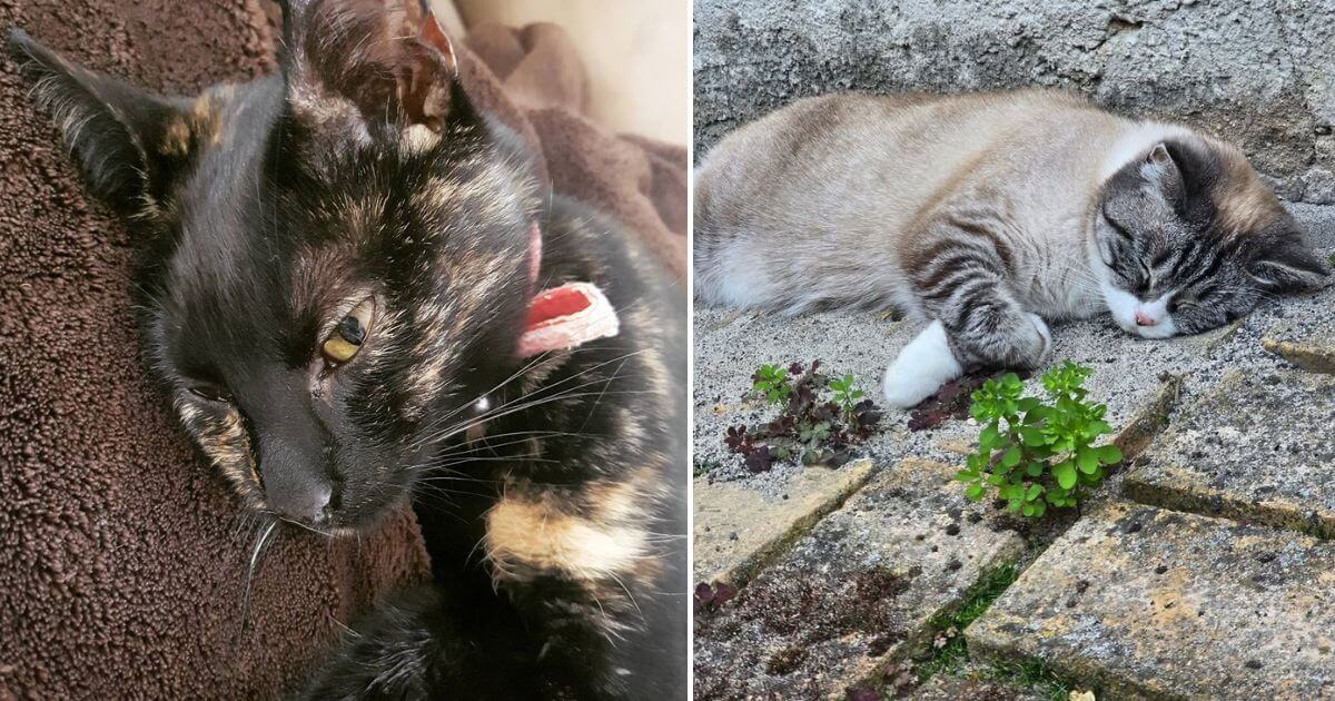Who’s Killing the Cats